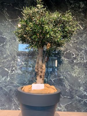 Binnen olijfboom (Dentro Olivo)