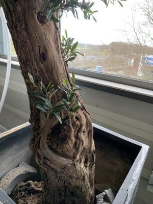 Binnen olijfboom (Dentro Olivo) tot100 cm stamomtrek Vehuur