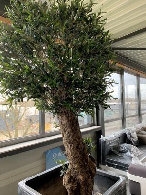 Binnen olijfboom (Dentro Olivo) tot100 cm stamomtrek Vehuur